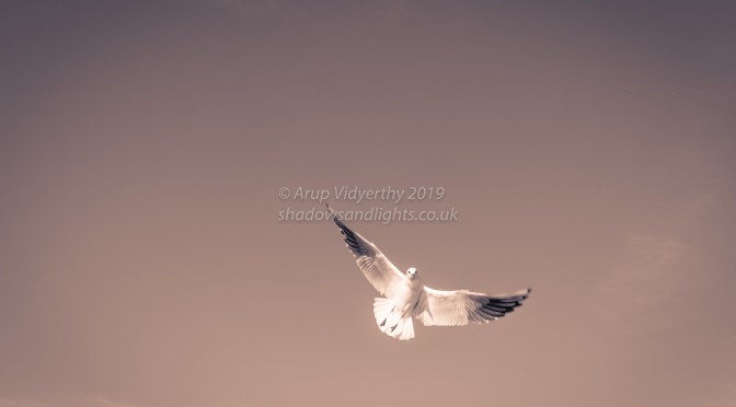 Gulls of Marsh Lock