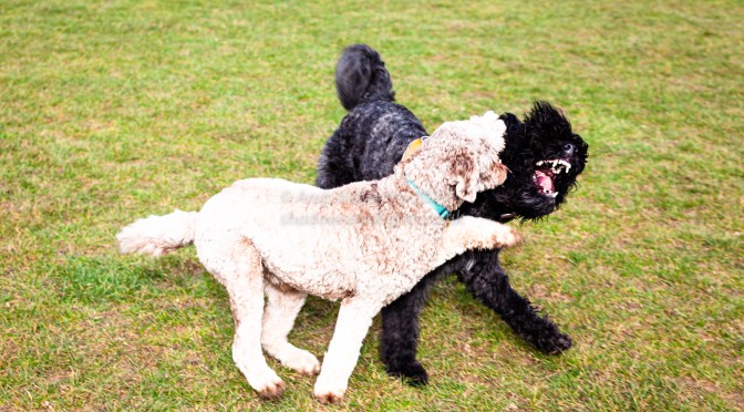 Poppy, Gus Gus and Yana