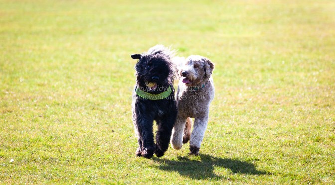 Gus Gus, Ruby and Poppy